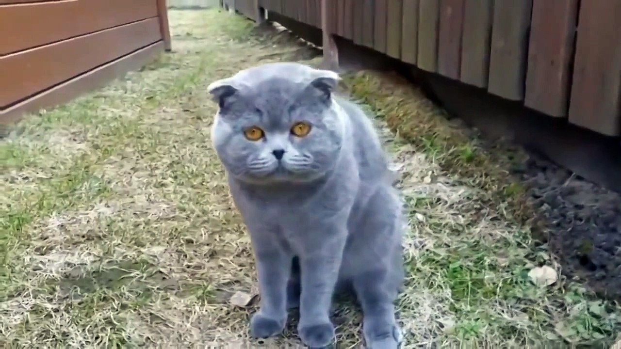 Кот ругается на хозяйку!