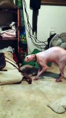 Кот сфинкс против маски!