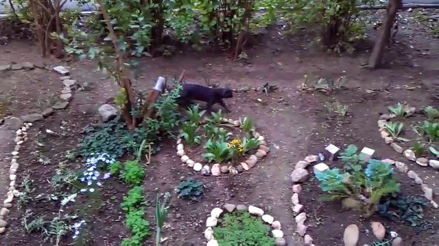 КОТОЛИФТ мега изобретение ПРИКОЛ. Высокотехнологичный кот!