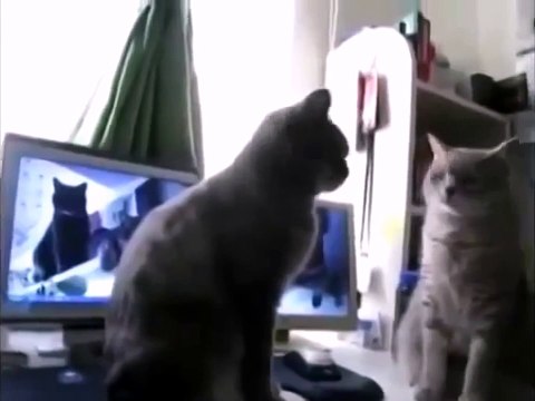 Коты играют в ладушки!