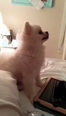 От души чихнул!