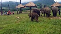 Little Elephant Gets Frustrated Chasing A Dog