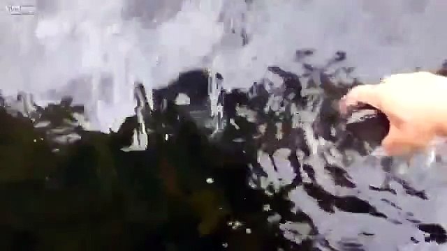 Жадность рыбу погубила!