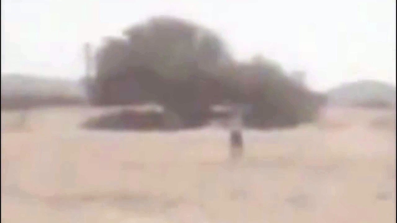 Неведомые существа снятые на видео (нарезка)!