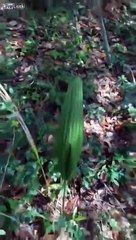 Необычное растение, которое шатается без ветра!