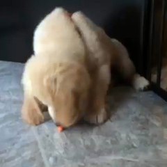 perro vs chetos