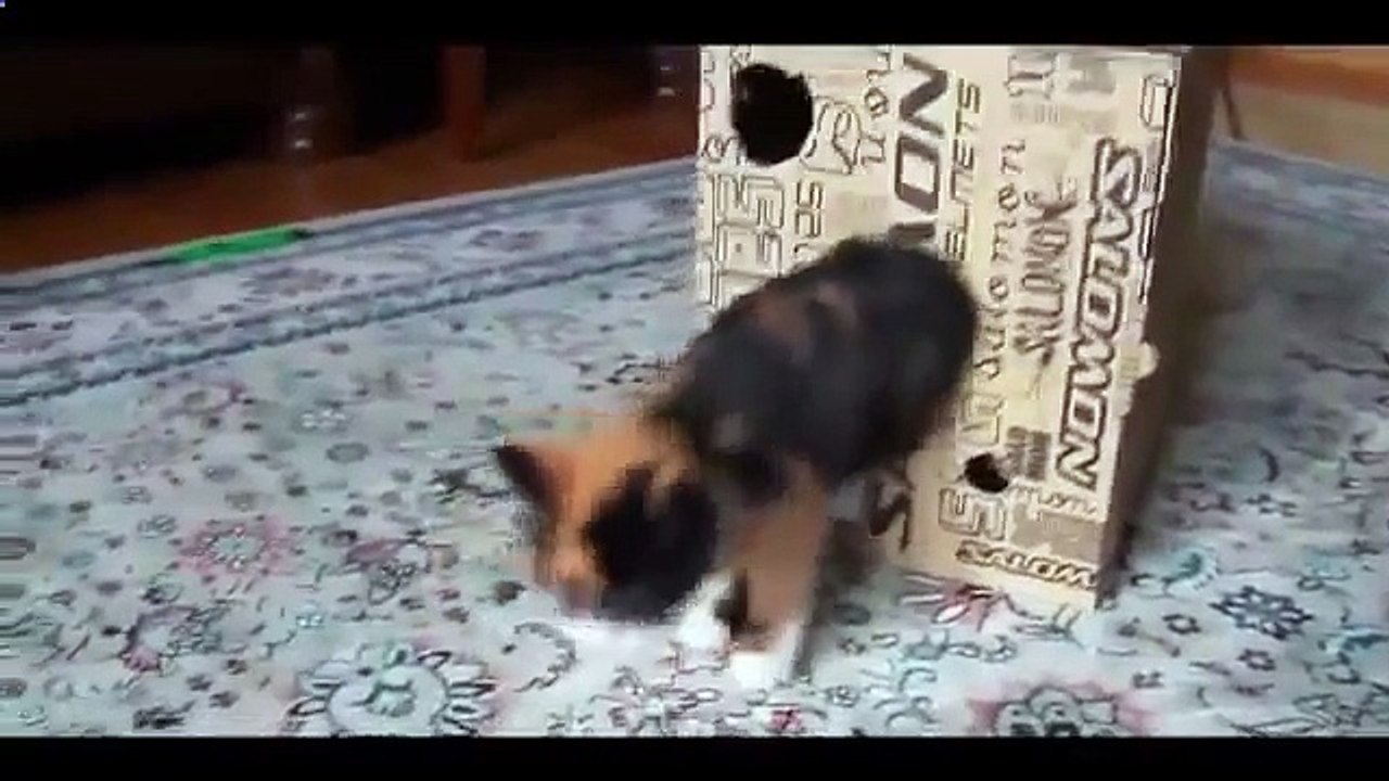 Le chat nage dans la baignoire et d'autres chats amusant