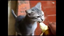 작은 고양이 큰 바나나와 다른 재미 고양이 씹 던데