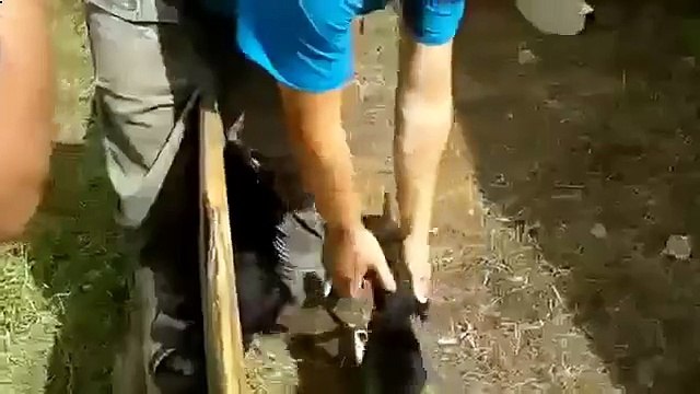 非常に邪悪な子犬おかしい犬や猫は、猫と悪子犬面白いジョークです