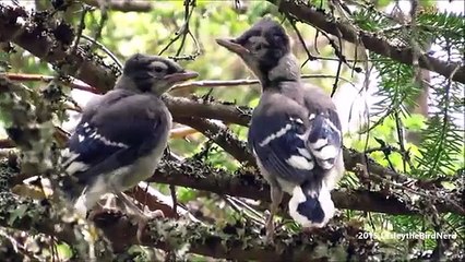 2 Adorable Baby Blue Jays You Can't Miss 🐦
