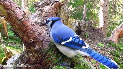 Bird Cam 1 - Blue Jays, Nuthatch and Chickadee