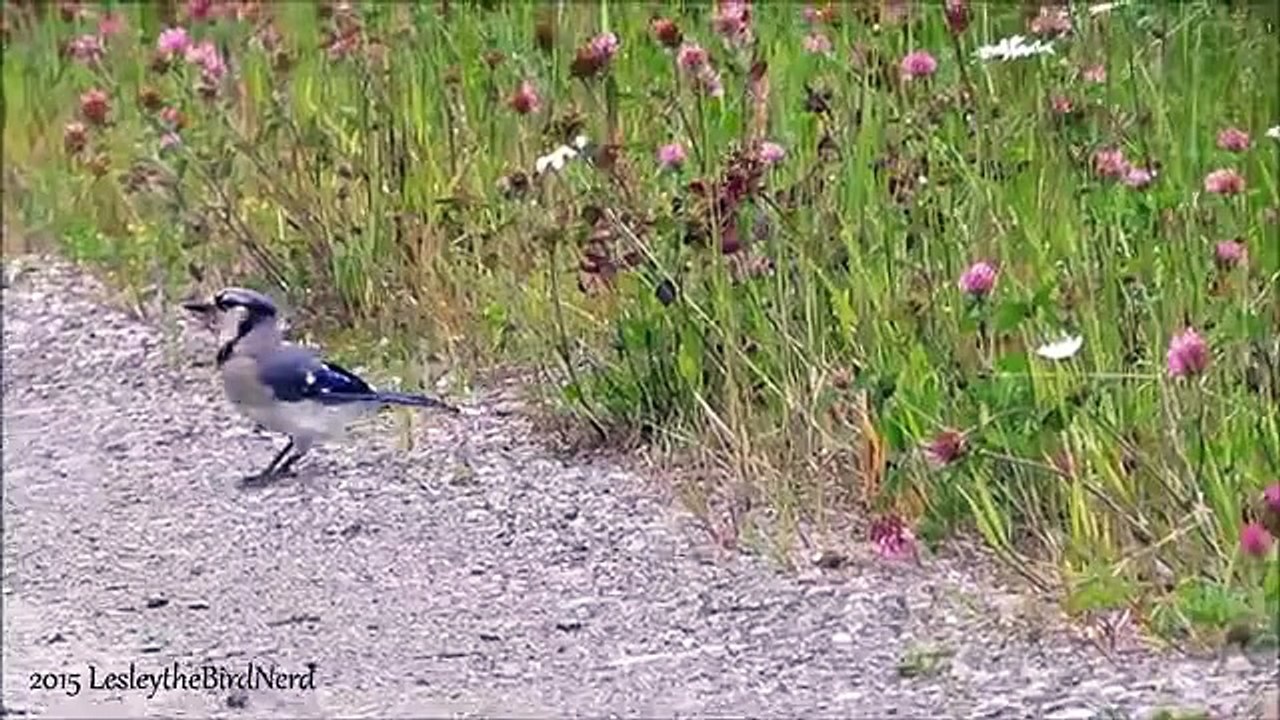 Blue Jay - Hoppity hop hop