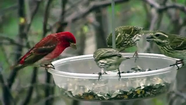 Purple Finches At the Feeder