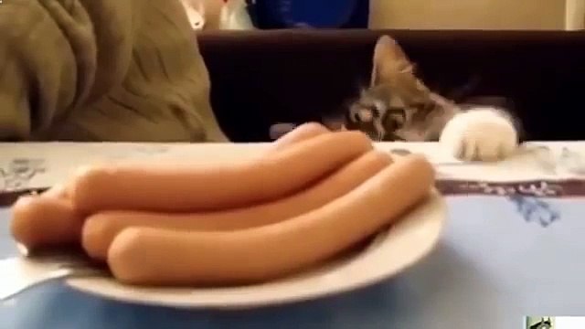 collection of jokes about cats Funny fun with cats