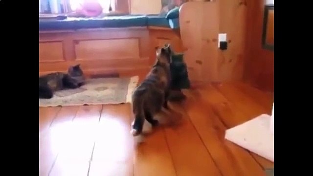 Подборка приколов с кошками Смешные кошки Смешные приколы с кошками