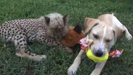 Cheetah and puppy best friends at the Metro Richmond Zoo
