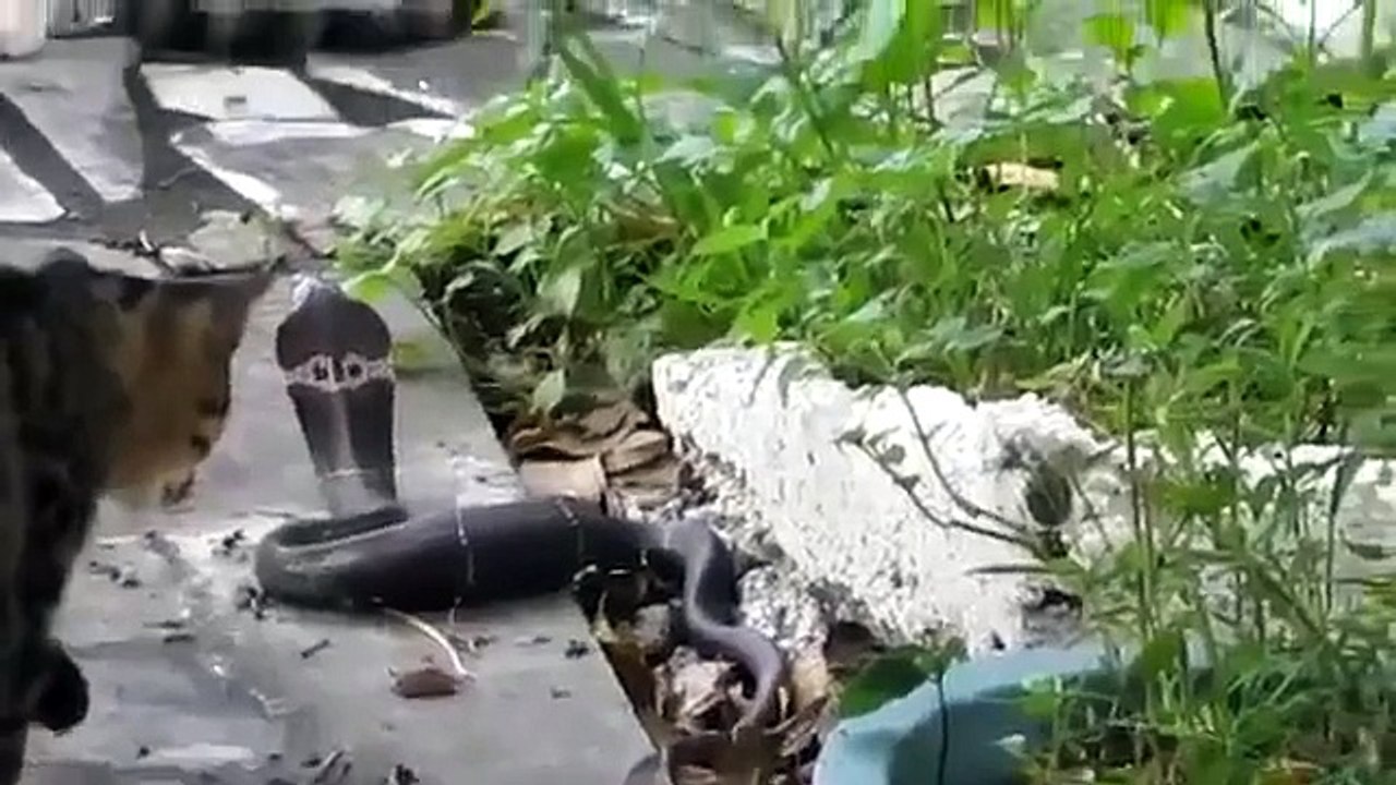 Spaß mit Katzen und Schlangen halten und sehen!