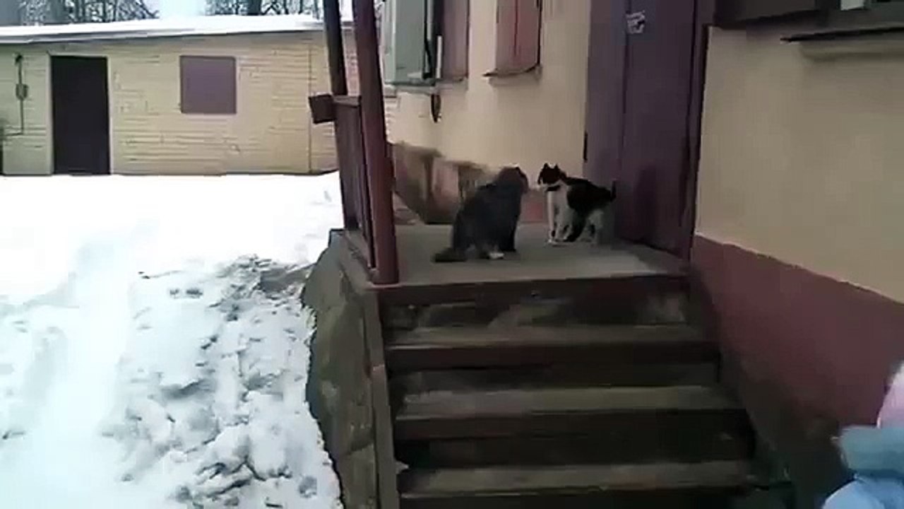 Lustige Katzen epischen Kampf!