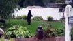 Injured black bear walks on hind legs searching for help
