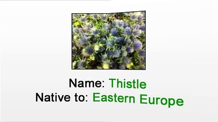 NYC Florist - Caring for Thistle