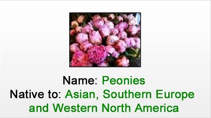 Florist in NYC - What You Should Know About Peonies