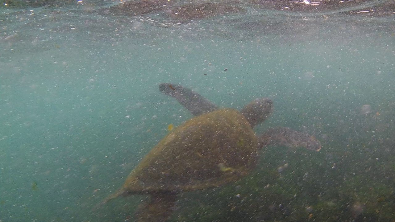 Tortue Galapagos