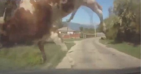 This Cow Does A Brutal Flip After Getting Hit By A Car