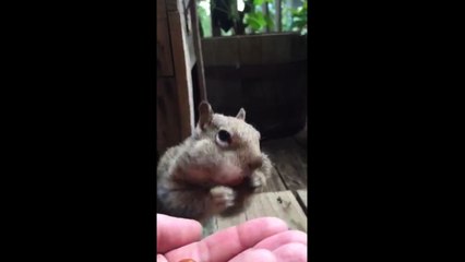 Pet Squirrel Can Fit 8 Acorns In His Cheeks!