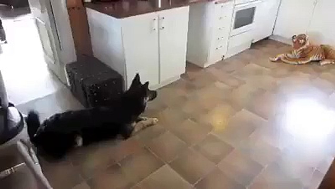 Dog |  vs | Lion
