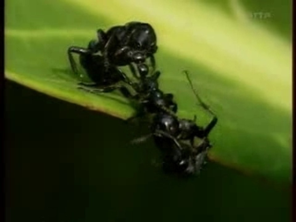 Documentaire Arte Fourmis 2 - Vidéo Dailymotion
