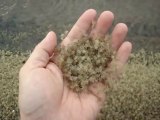 Man puts his hand in thousand baby Crabs Pile!
