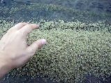 Des milliers de bébés crabes recouvrent cette plage. Dingue!!!