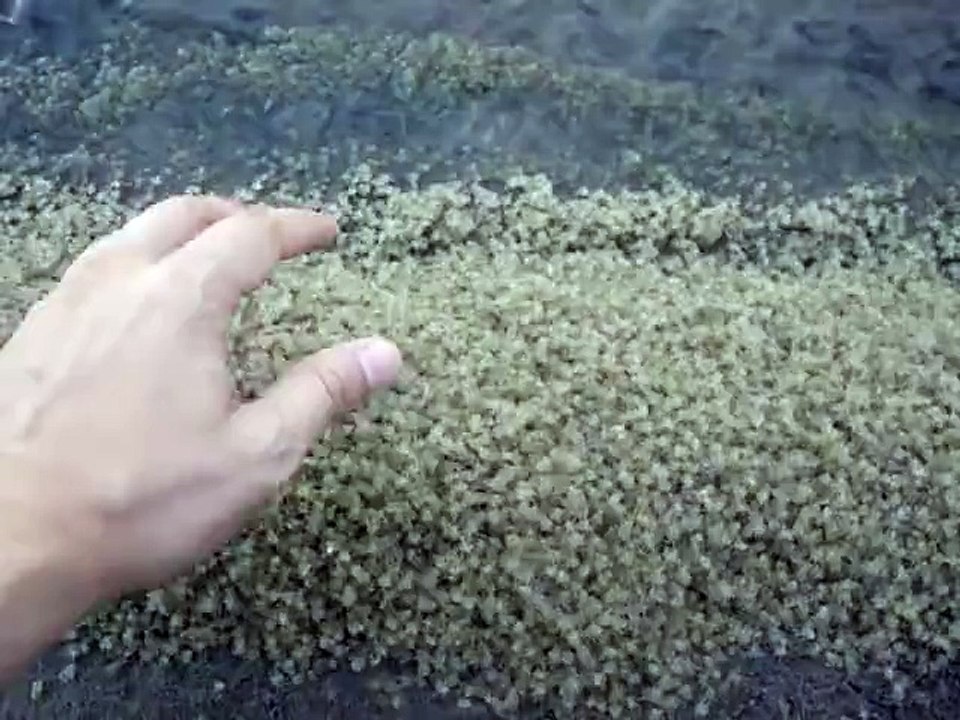 Des milliers de bébés crabes recouvrent cette plage. Dingue!!!