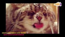 SUYU SEVEN ÇILGIN KEDİLER - CRAZY CATS WHICH LOVE WATER