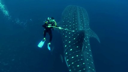 Dalgıç Dev Köpekbalığını Zıpkınla Vurdu