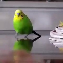 Action at the highest level