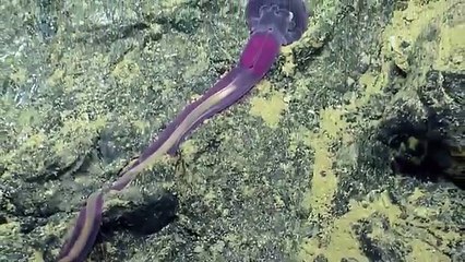 Amazing Creatures of Galapagos Hydrothermal Vents Nautilus Live