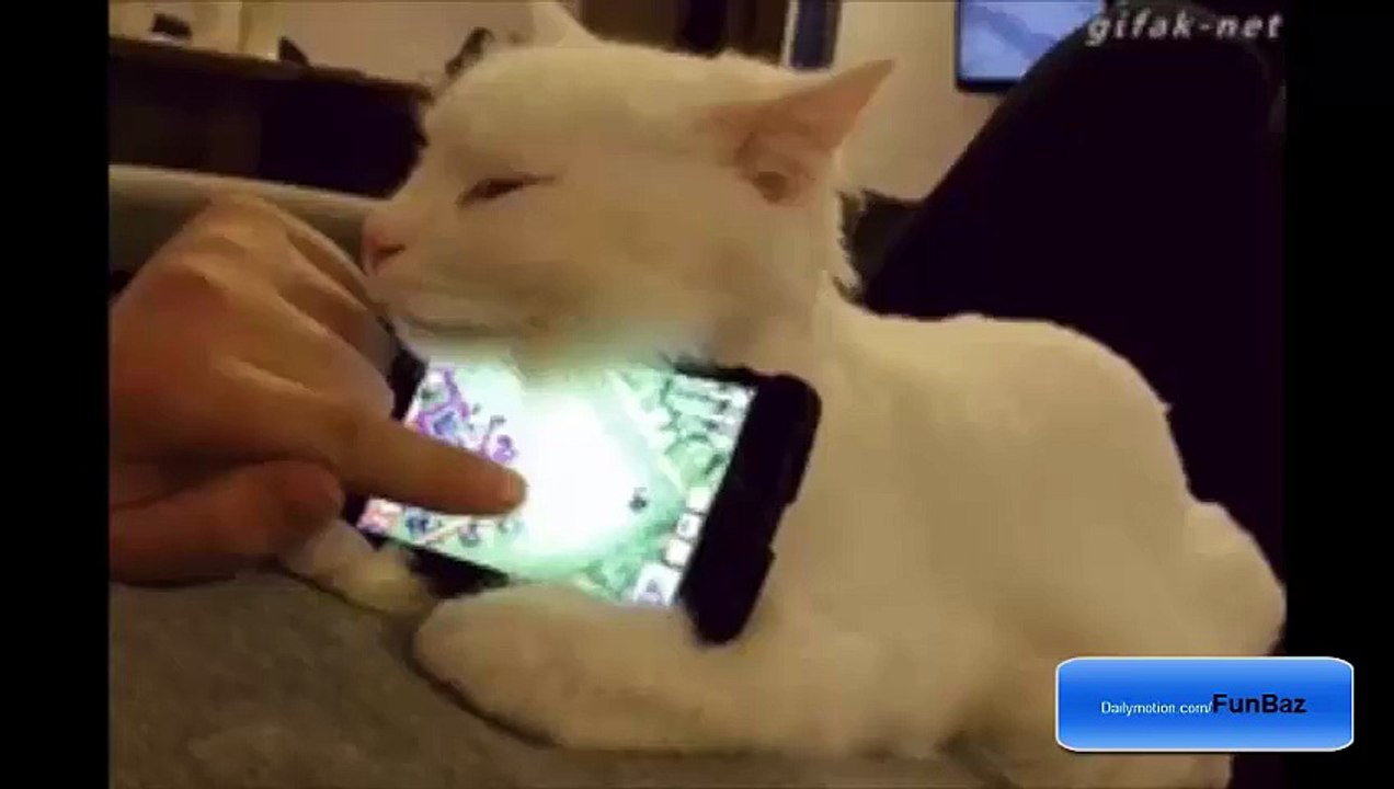 Cats you will fall in love with in under 3 seconds....!