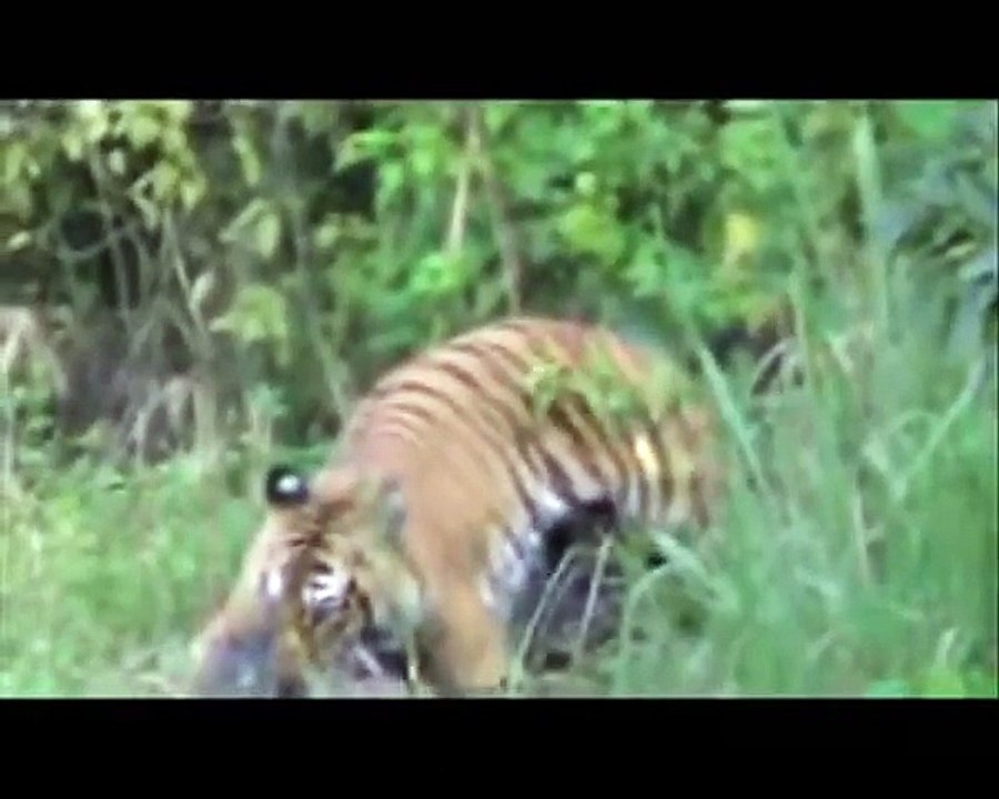 Tiger attack wild Bearfighting LIVE