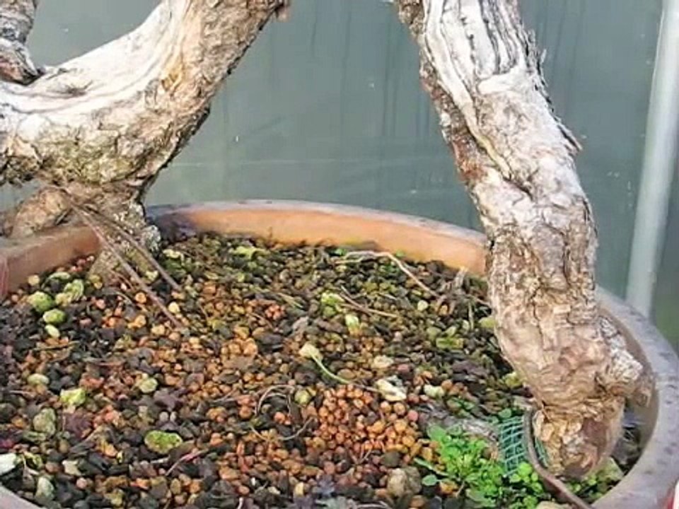 How to Style Bonsai Trees - Mugo Pine
