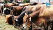 Farah Khan speaks out on ‘Dadri Lynching’ and ‘Beef Ban’
