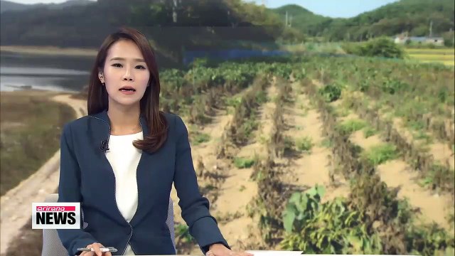 Farmers fear fruitless harvest due to prolonged drought