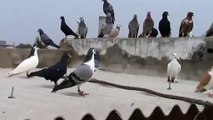 High Flying Indian Pigeons - Video Dailymotion