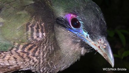 10 of the World's Most Rare and Unique Birds - Video Dailymotion