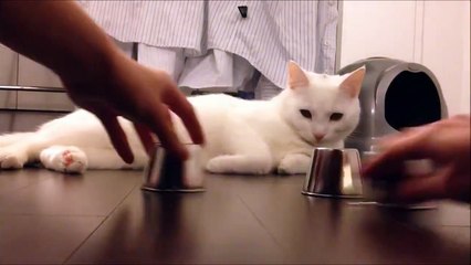 wow intelligent cat