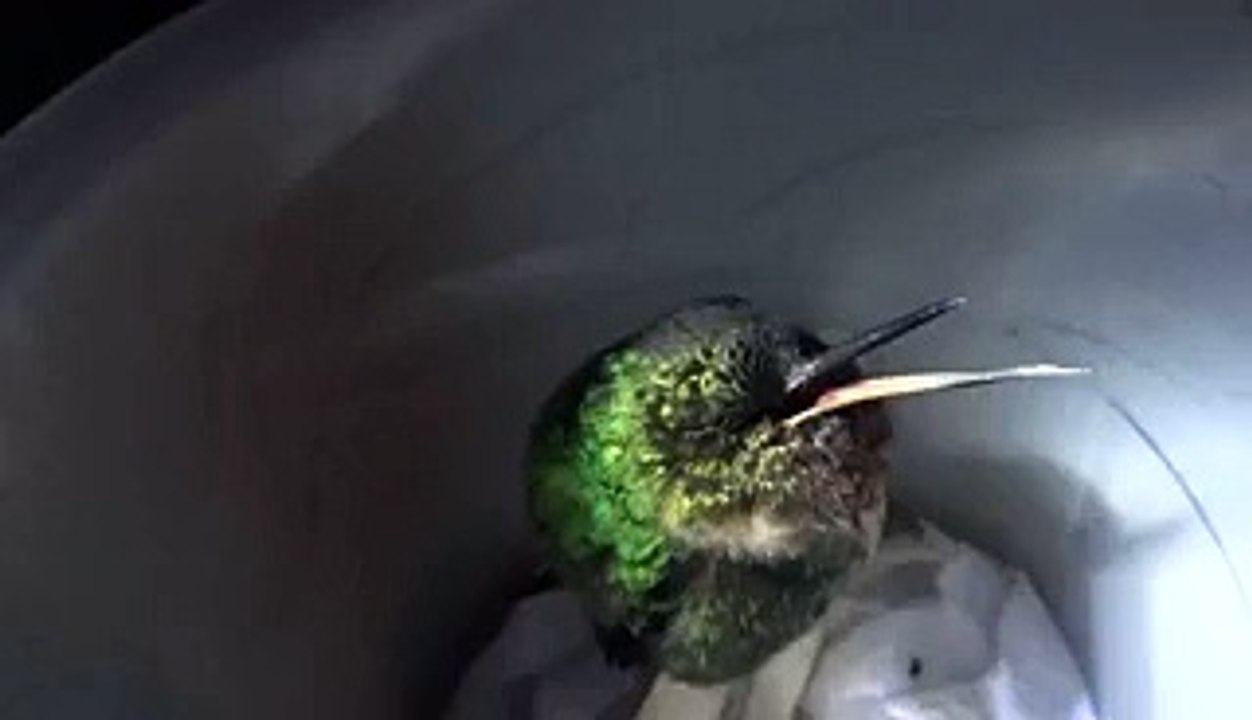 Beautiful bird voice beautiful words and fun - Video Dailymotion_2