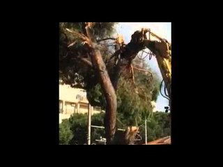 Icaro Tv. Magnolie abbattute a Riccione, il video di Gabriele Galassi