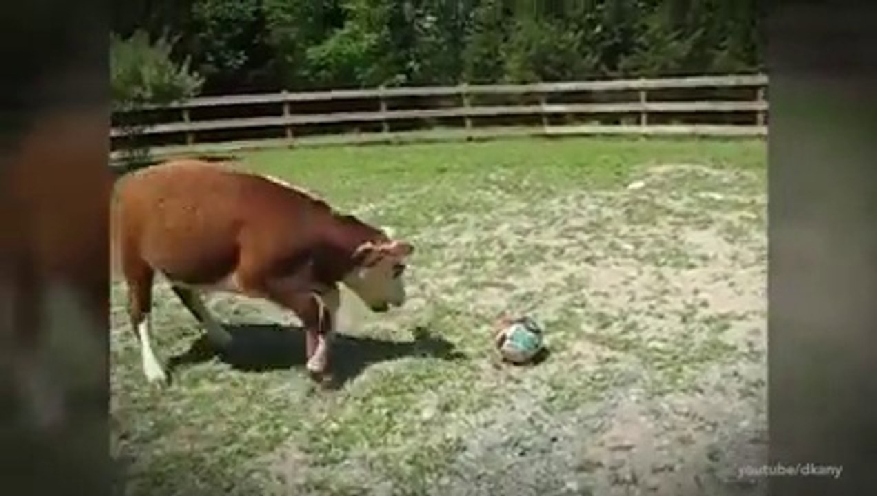 The Most intelligent cow of the world