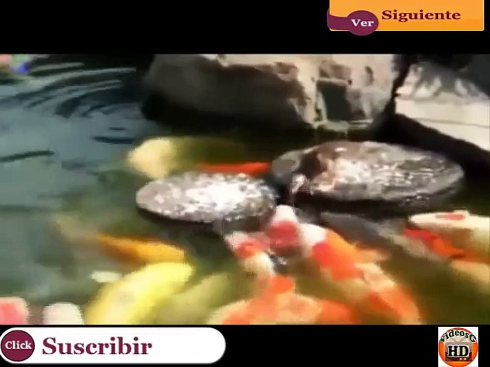 Videos De Risa De Animales - Gatos - Perros - Caidas - Fails - bromas 2015