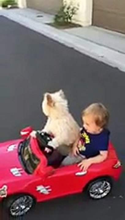 Une chienne conduit une voiture avec un enfant à bord